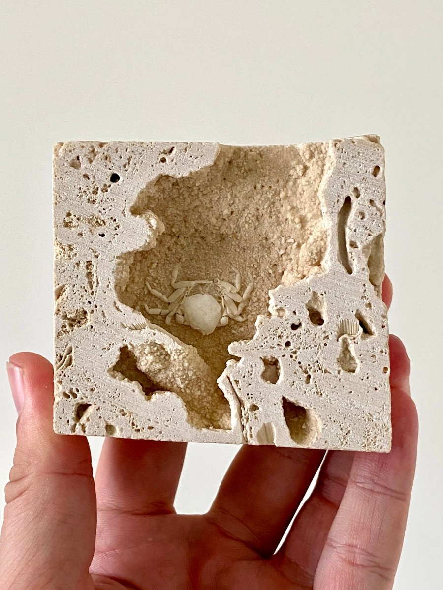 1.12" Potamon crab fossil species in travertine - FossilsAndMore