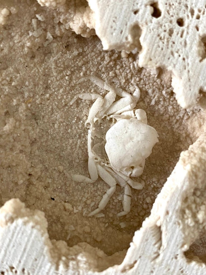 1.12" Potamon crab fossil species in travertine - FossilsAndMore