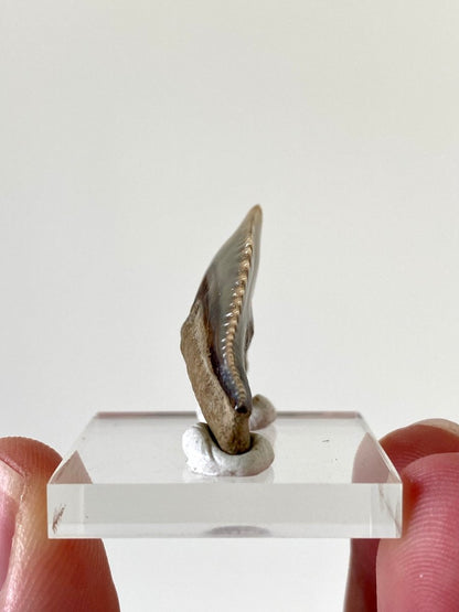 1.13" Galeocerdo Cuvier shark tooth fossil - FossilsAndMore