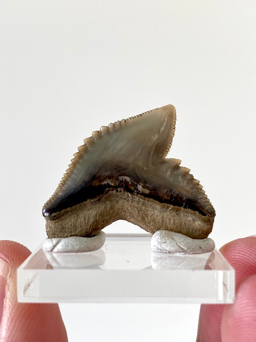 1.13" Galeocerdo Cuvier shark tooth fossil - FossilsAndMore