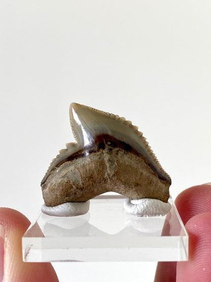 1.13" Galeocerdo Cuvier shark tooth fossil - FossilsAndMore