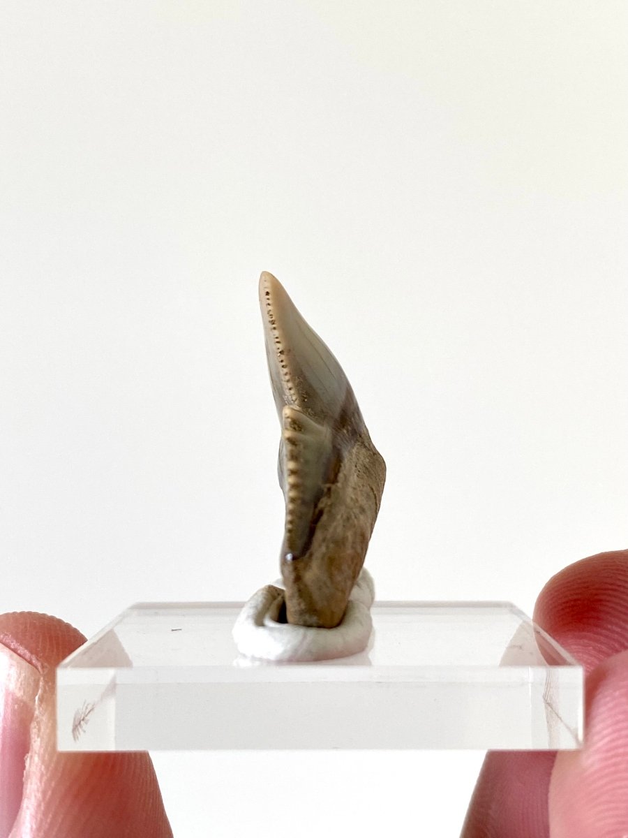 1.13" Galeocerdo Cuvier shark tooth fossil - FossilsAndMore