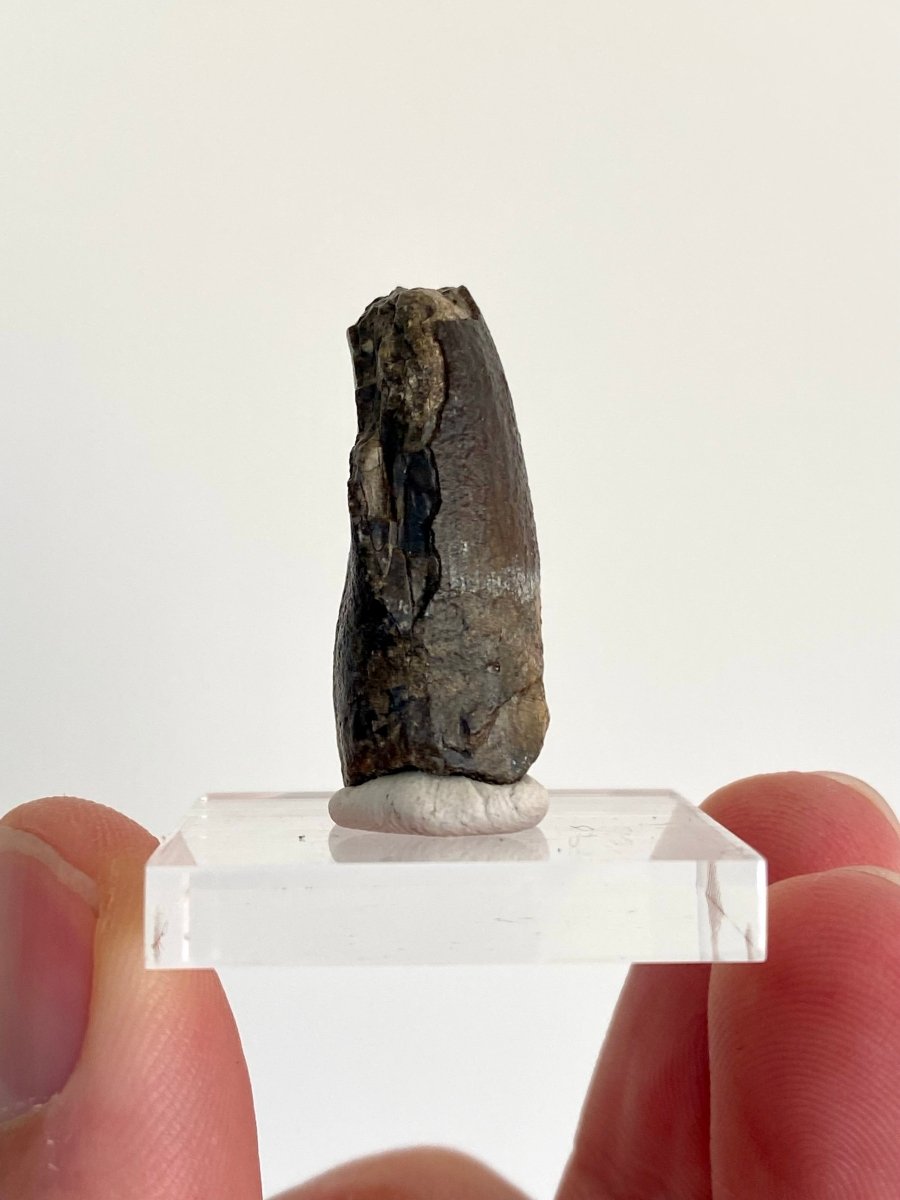 1.14" Jobaria Tiguidensis sauropod dinosaur tooth - FossilsAndMore