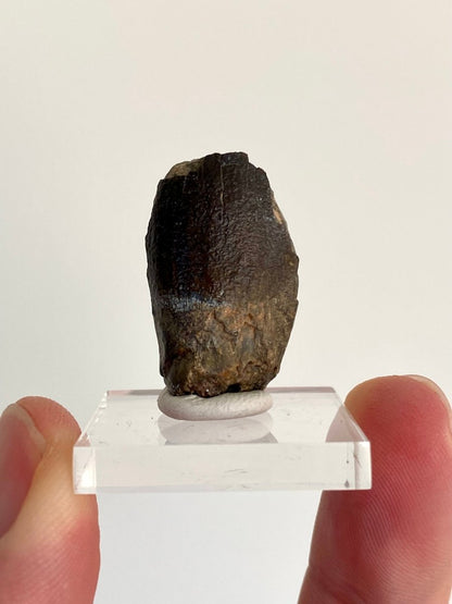 1.14" Jobaria Tiguidensis sauropod dinosaur tooth - FossilsAndMore