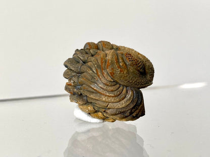 1.14" Morocops fossil Trilobite rolled up - FossilsAndMore