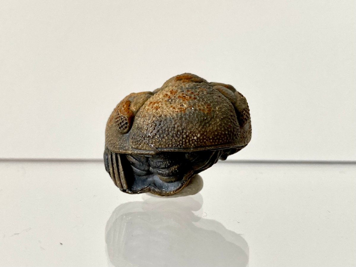 1.14" Morocops fossil Trilobite rolled up - FossilsAndMore