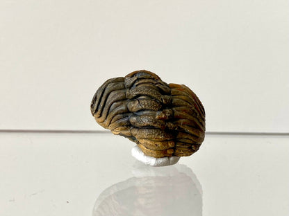 1.14" Morocops fossil Trilobite rolled up - FossilsAndMore