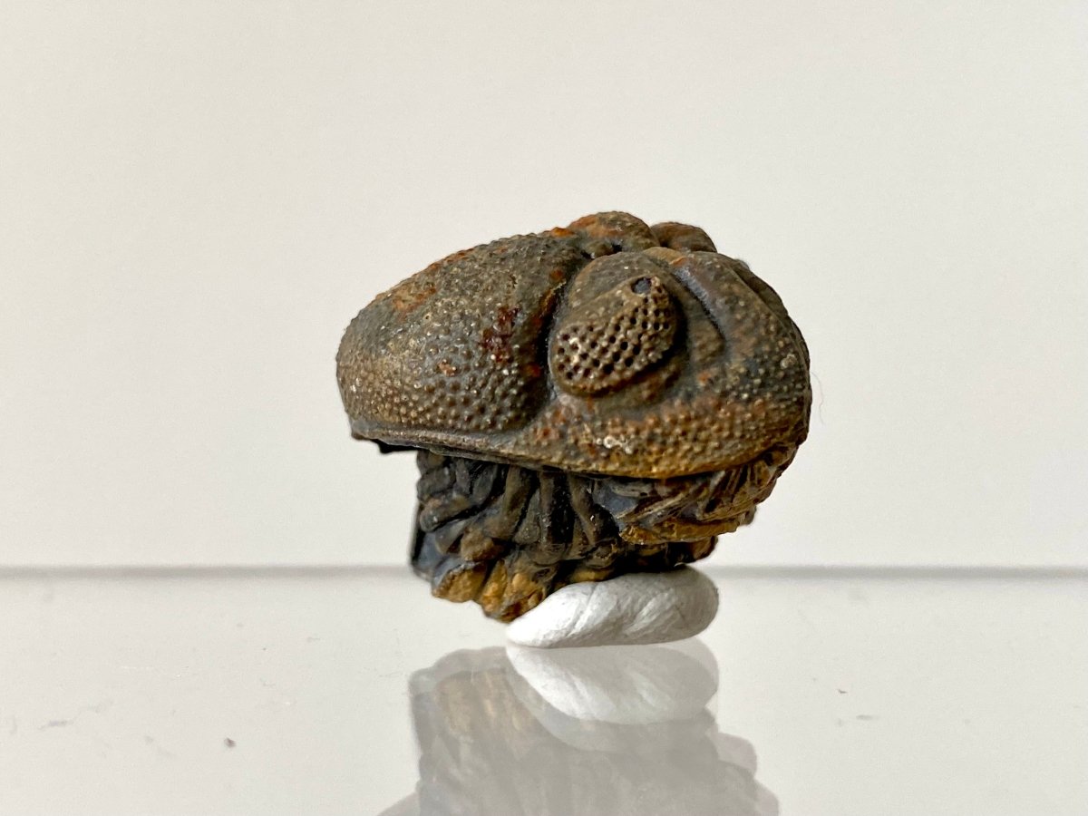 1.14" Morocops fossil Trilobite rolled up - FossilsAndMore