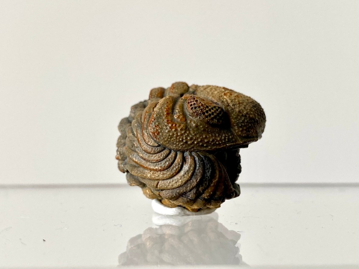 1.14" Morocops fossil Trilobite rolled up - FossilsAndMore