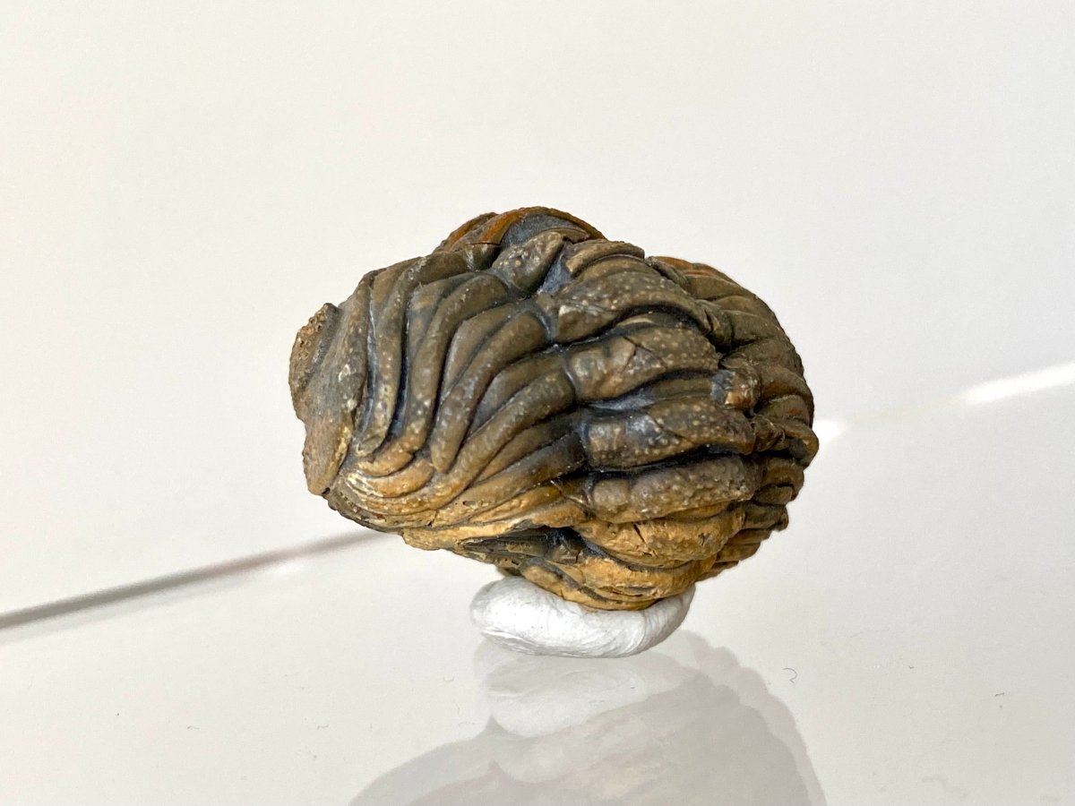 1.14" Morocops fossil Trilobite rolled up - FossilsAndMore