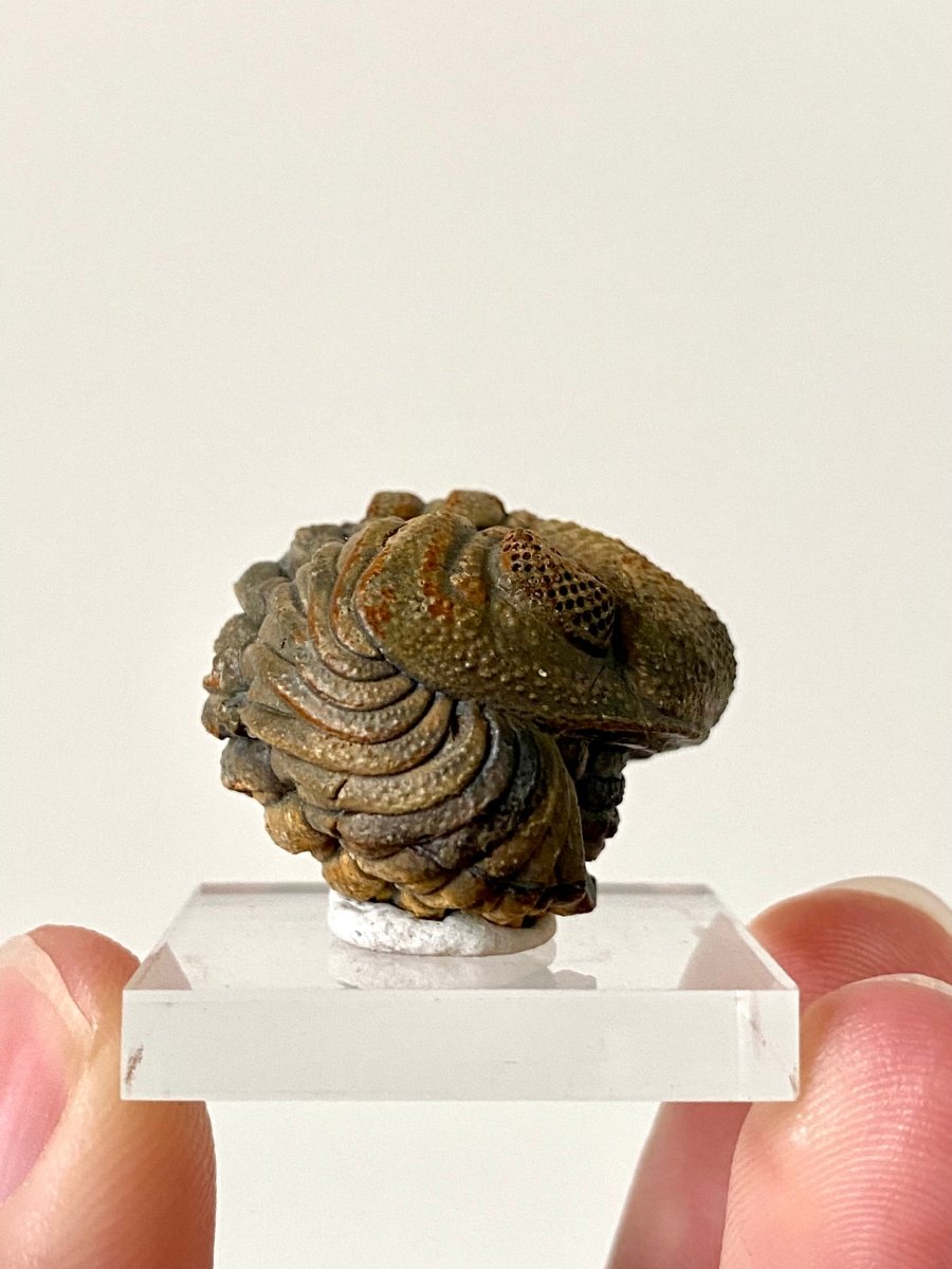 1.14" Morocops fossil Trilobite rolled up - FossilsAndMore