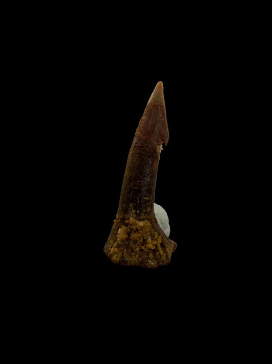 1.15" Fossil sawfish rostraltooth (Onchopristus Numides) - FossilsAndMore