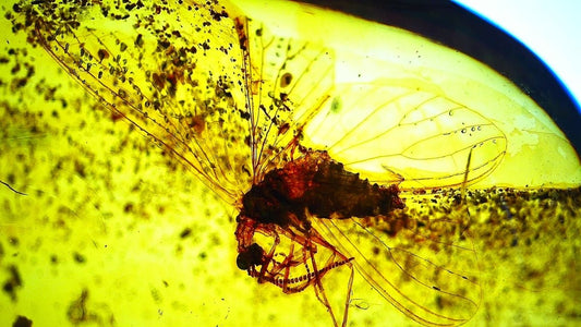 1.18" Burmese Amber fossil with large fly insect (Burmite amber) - FossilsAndMore