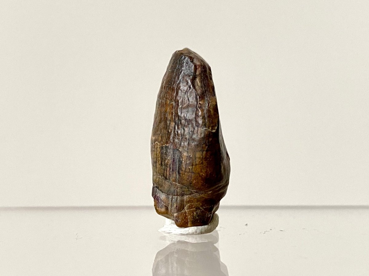 1.19" Jobaria Tiguidensis sauropod dinosaur tooth - FossilsAndMore