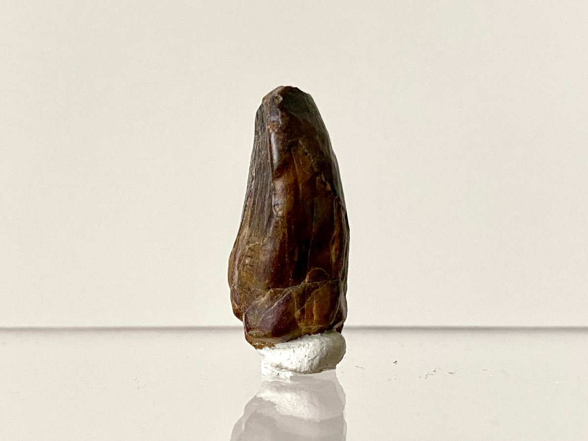 1.19" Jobaria Tiguidensis sauropod dinosaur tooth - FossilsAndMore