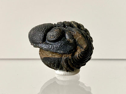 1.19" Morocops fossil Trilobite rolled up, devonian age - FossilsAndMore