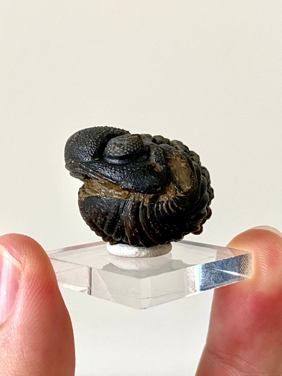 1.19" Morocops fossil Trilobite rolled up, devonian age - FossilsAndMore