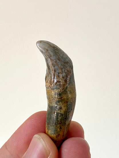 Cave Bear Incisor from Poland