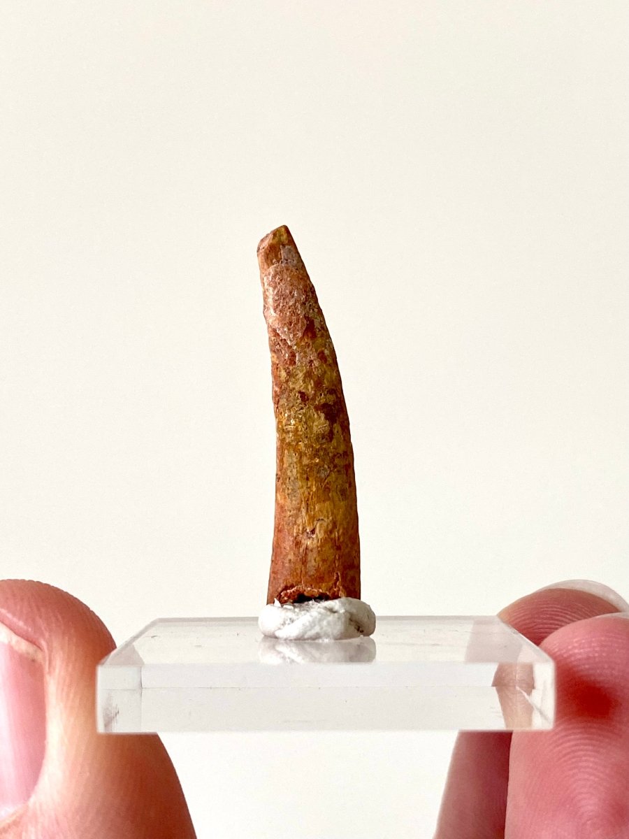 1.21" Pterosaur fossil tooth (Siroccopteryx), flying reptlie, dinosaur age - FossilsAndMore