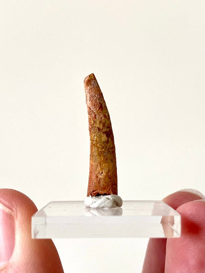 1.21" Pterosaur fossil tooth (Siroccopteryx), flying reptlie, dinosaur age - FossilsAndMore