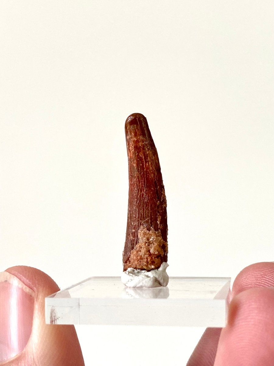 1.26" Pterosaur fossil tooth (Siroccopteryx), flying reptlie, dinosaur age - FossilsAndMore