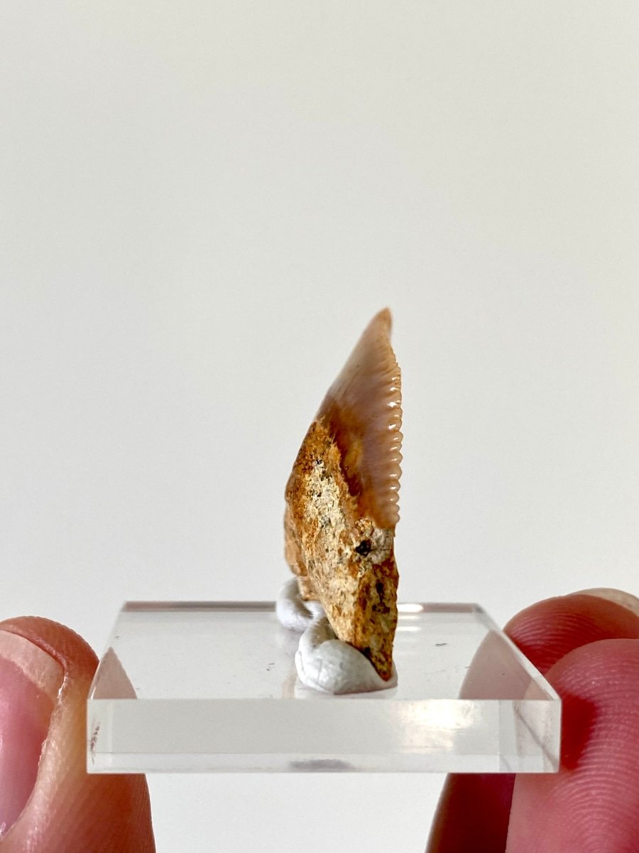 1.27" Galeocerdo Cuvier shark tooth fossil - FossilsAndMore