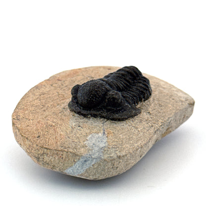 Gerastos granulosus Devonian Trilobite Fossil from, Morocco (A011)