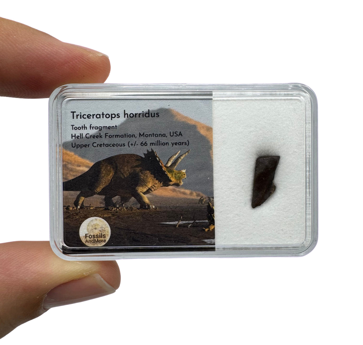 Triceratops Fossiel Tand Fragment van, Hell Creek Formatie in Gift Box