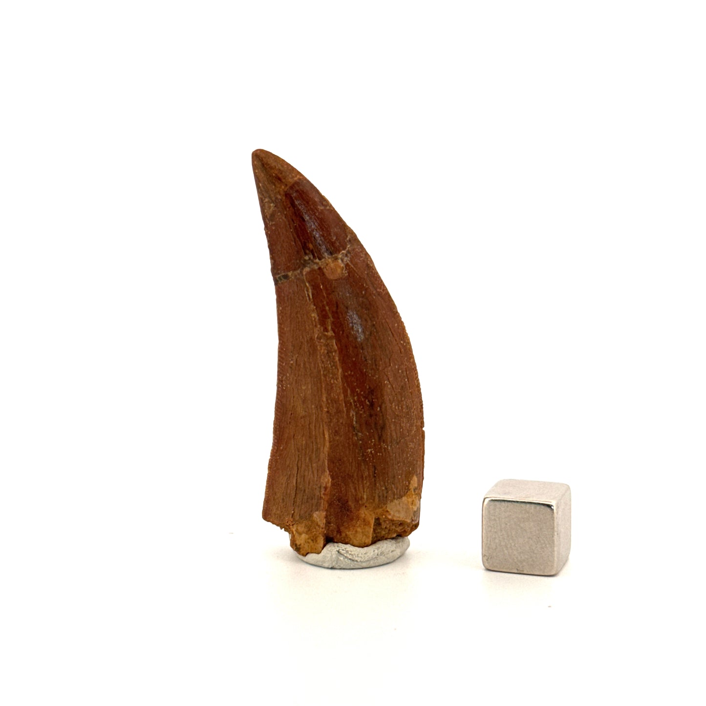 Carcharodontosaurus fossiele tand, Krijt dinosaurus tand uit Kem Kem Beds, Marokko (2,06 inch)