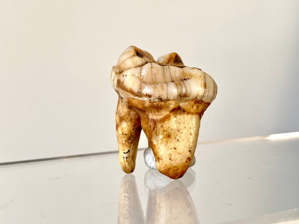 1.31" Cave Bear Molar from Rumania, Ursus Spelaeus fossil - FossilsAndMore