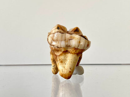 1.31" Cave Bear Molar from Rumania, Ursus Spelaeus fossil - FossilsAndMore