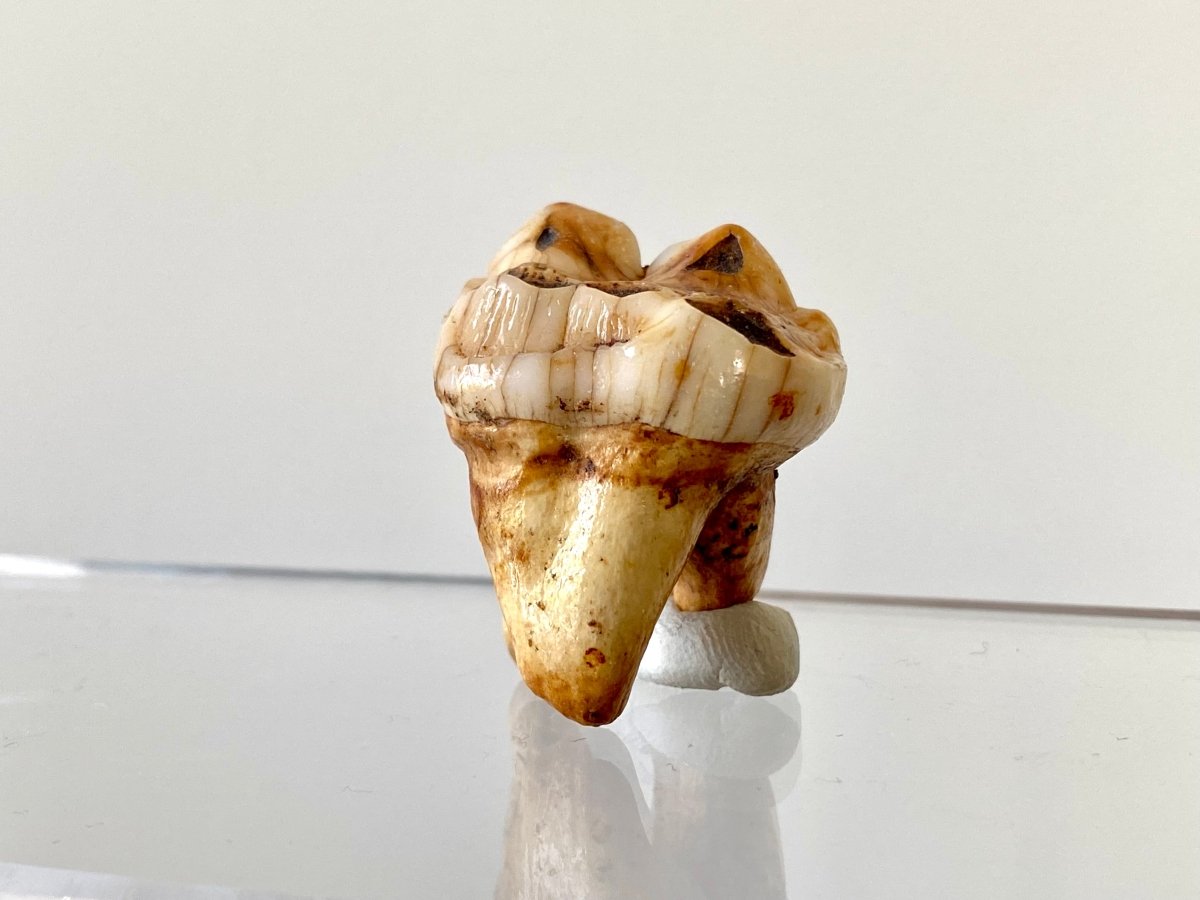 1.31" Cave Bear Molar from Rumania, Ursus Spelaeus fossil - FossilsAndMore