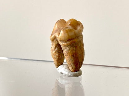 1.32" Cave Bear Molar from Rumania, Ursus Spelaeus fossil - FossilsAndMore