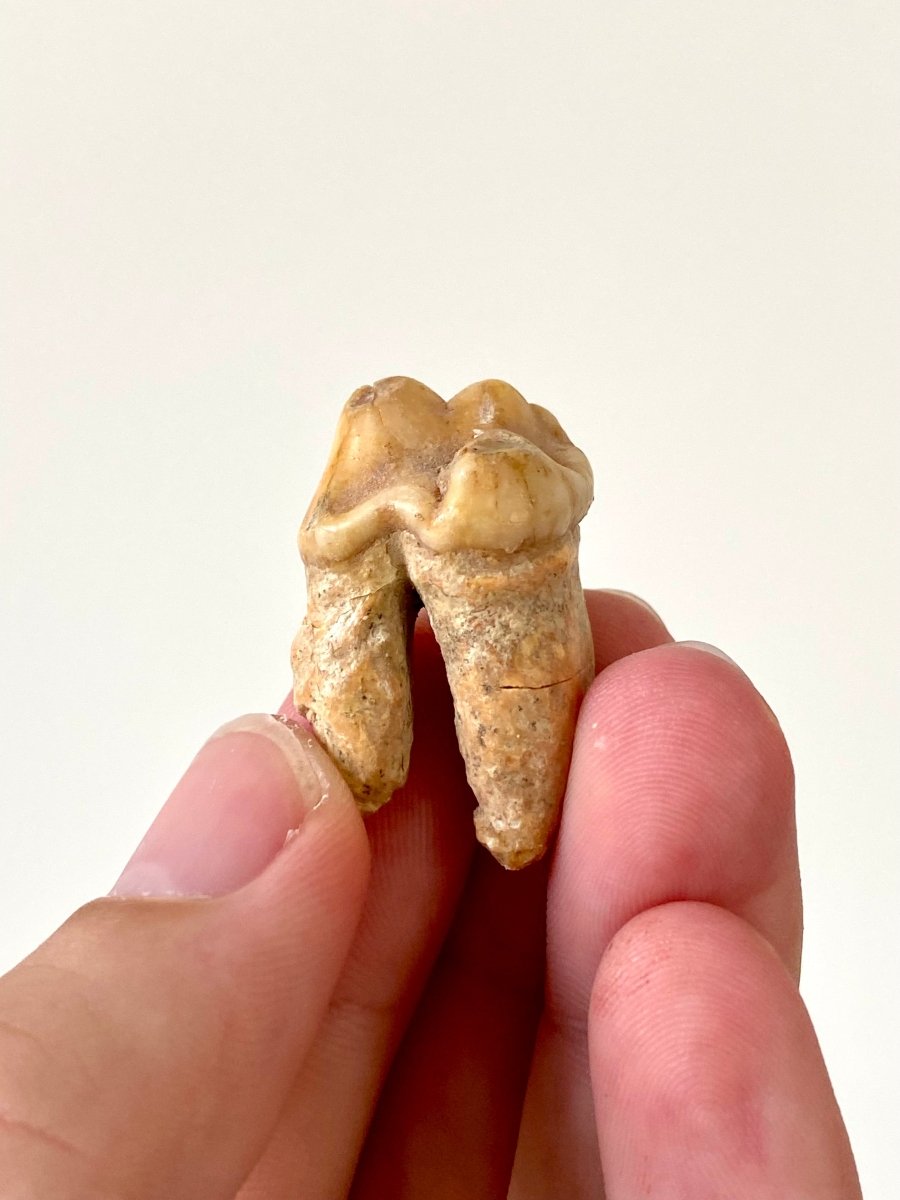 1.32" Cave Bear Molar from Rumania, Ursus Spelaeus fossil - FossilsAndMore