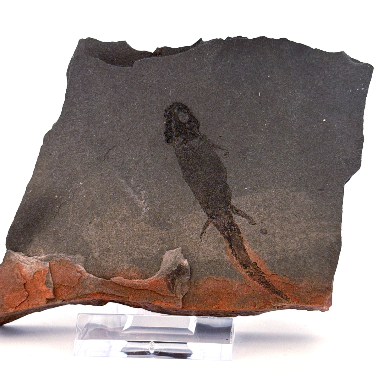 Permian temnospondyl Amphibian Fossil from Germany | 2.36"
