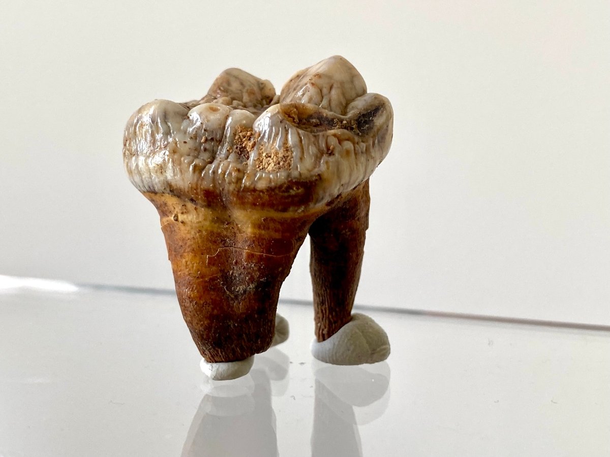 1.37" Cave Bear Molar from Rumania, Ursus Spelaeus fossil - FossilsAndMore