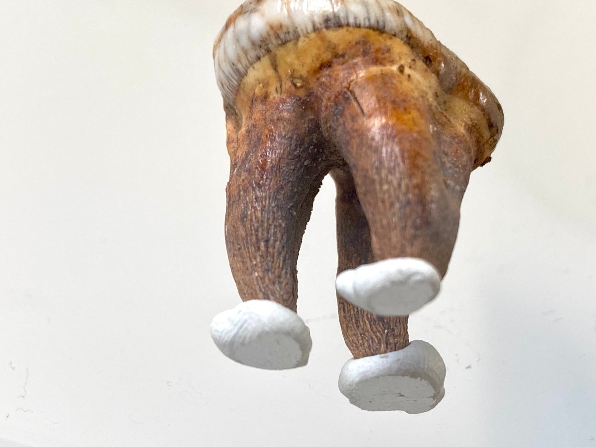 1.37" Cave Bear Molar from Rumania, Ursus Spelaeus fossil - FossilsAndMore