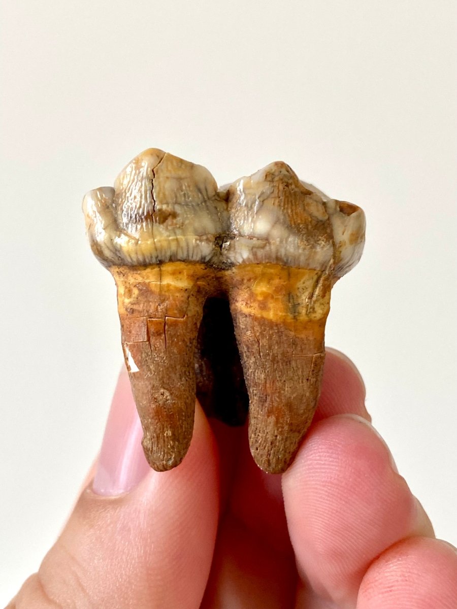 1.37" Cave Bear Molar from Rumania, Ursus Spelaeus fossil - FossilsAndMore