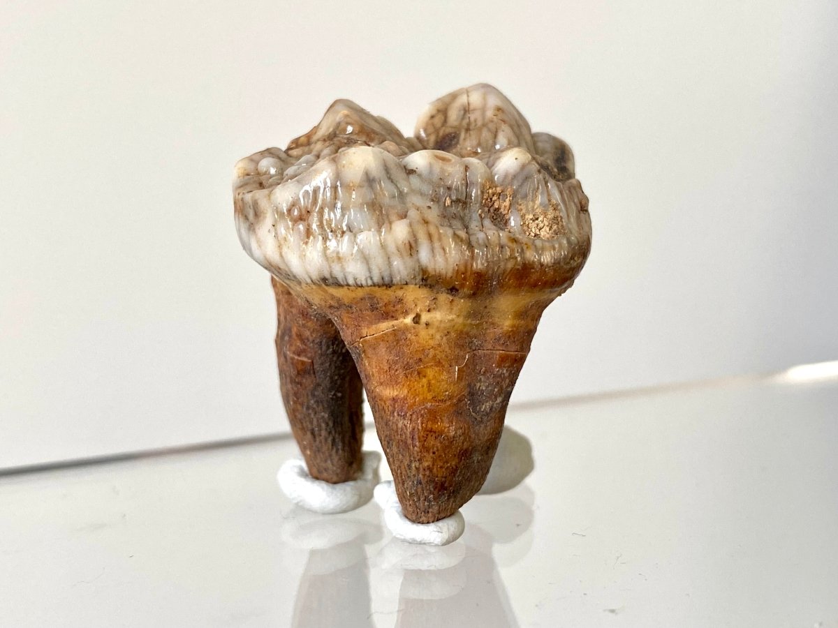 1.37" Cave Bear Molar from Rumania, Ursus Spelaeus fossil - FossilsAndMore