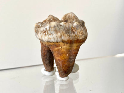 1.37" Cave Bear Molar from Rumania, Ursus Spelaeus fossil - FossilsAndMore