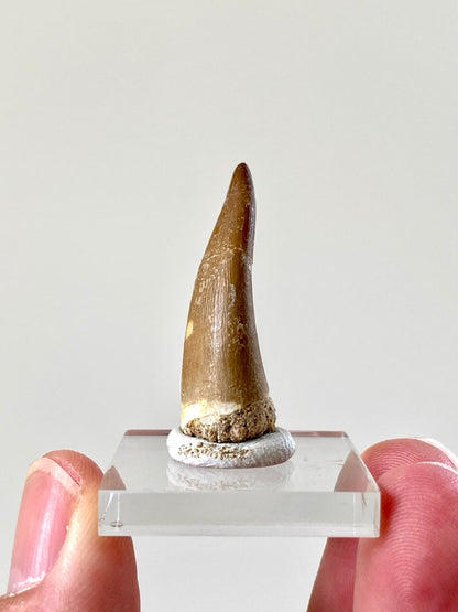 1.37" Plesiosaurus fossil tooth (3.5cm), Zarafasaurus Marine reptile - FossilsAndMore