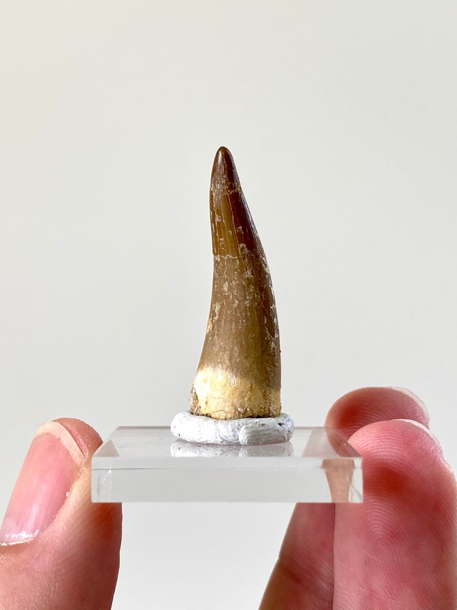 1.37" Plesiosaurus fossil tooth (3.5cm), Zarafasaurus Marine reptile - FossilsAndMore