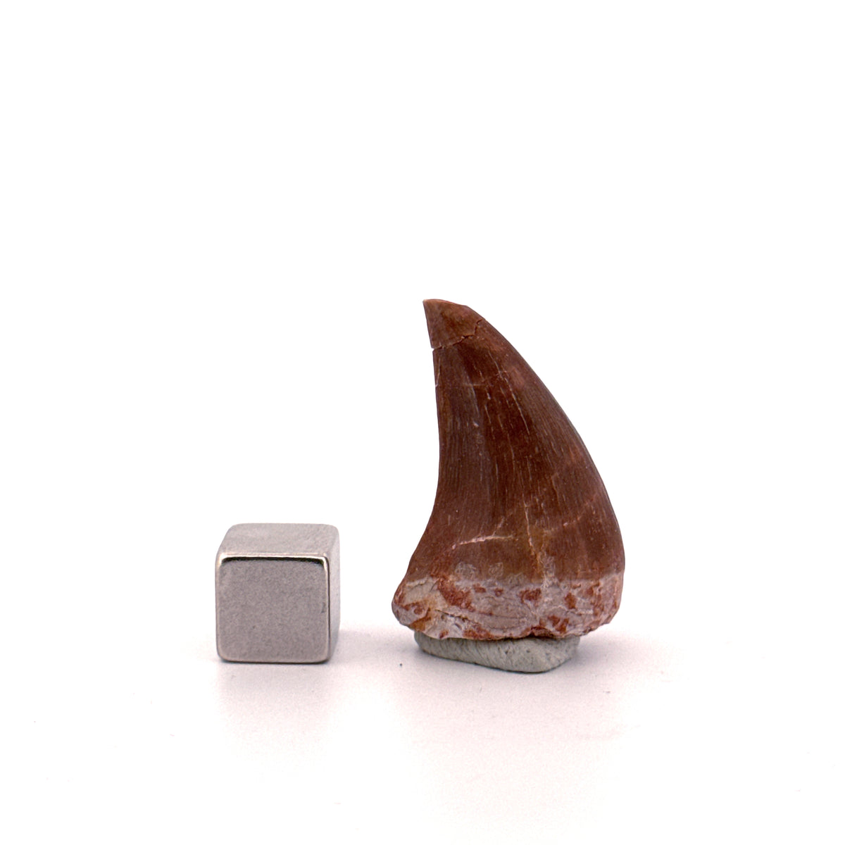 Mosasaur tooth fossil from Late Cretaceous, Morocco | 1.13"