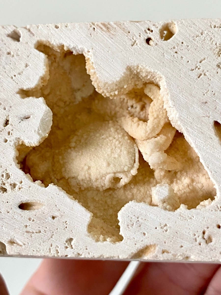 1.40" Potamon crab fossil species in travertine - FossilsAndMore