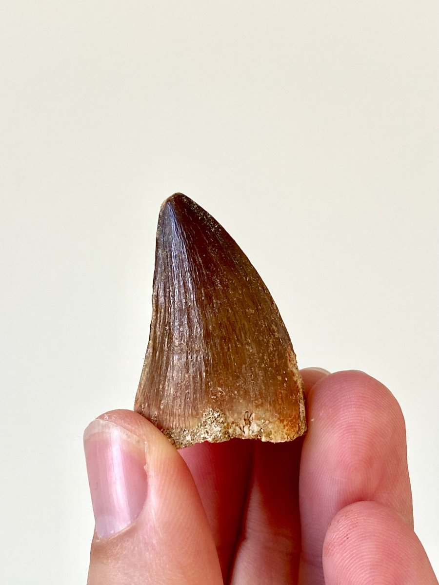 1.41" Mosasaurus species fossil tooth - FossilsAndMore