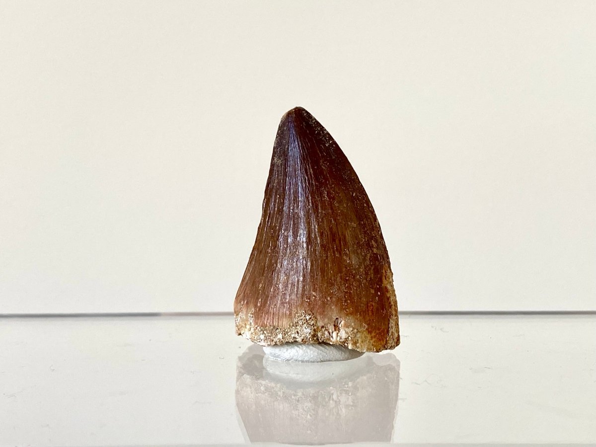 1.41" Mosasaurus species fossil tooth - FossilsAndMore