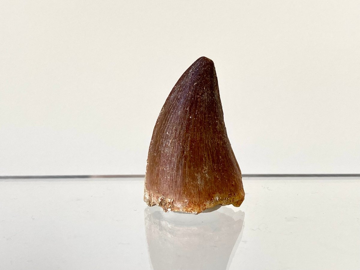 1.41" Mosasaurus species fossil tooth - FossilsAndMore