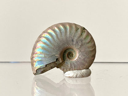 1.42" Small Iridescent Ammonite fossil from Madagascar - FossilsAndMore