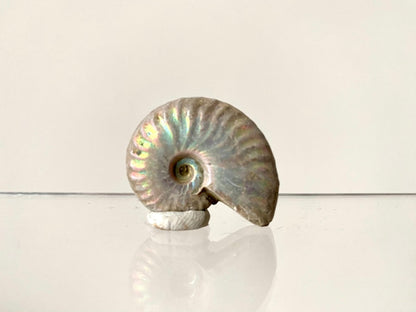 1.42" Small Iridescent Ammonite fossil from Madagascar - FossilsAndMore