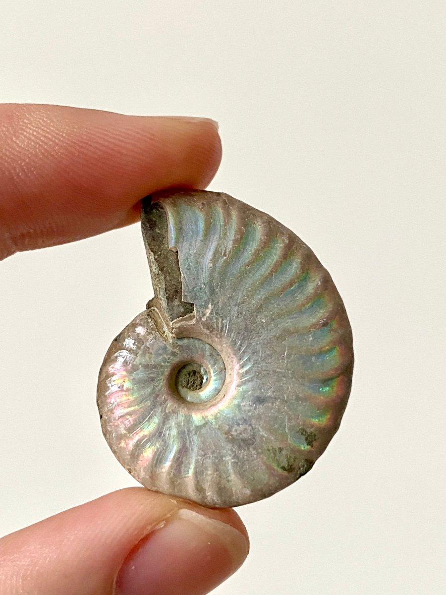 1.42" Small Iridescent Ammonite fossil from Madagascar - FossilsAndMore